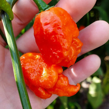 WHP 006 Chili Pepper Seeds - The Pepper Pantry (Formerly Marie Sharp's)